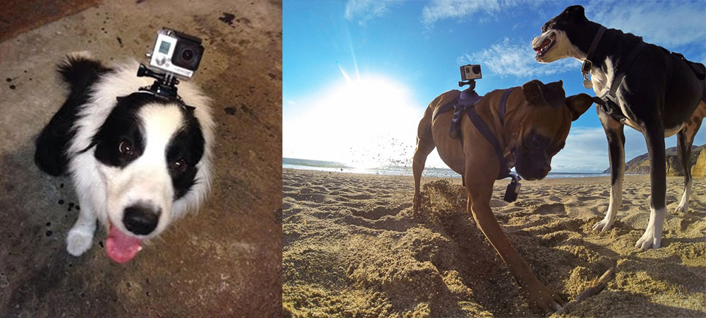 gopro,gopro動物,gopro運動