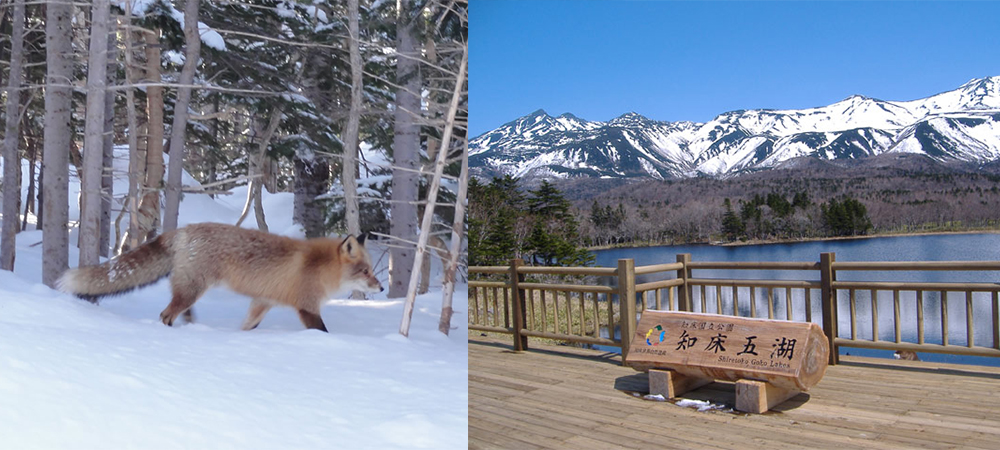 日本北海道,日本世界遺產,北海道知床五湖 ,2017漫遊日本