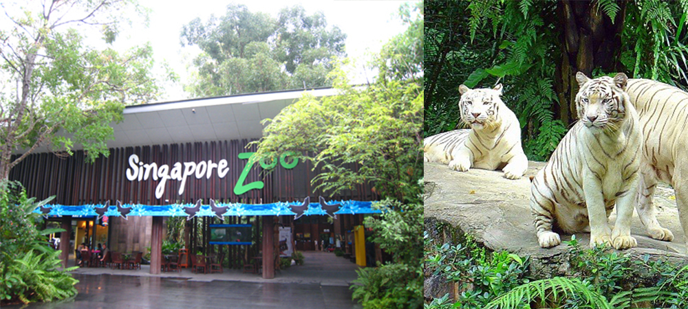 新加坡自由行 ,新加坡旅遊,新加坡動物園 