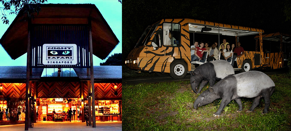 新加坡景點,新加坡自由行,夜間野生動物園,Night Safari,動物園,沙袋鼠,遊覽車探險行