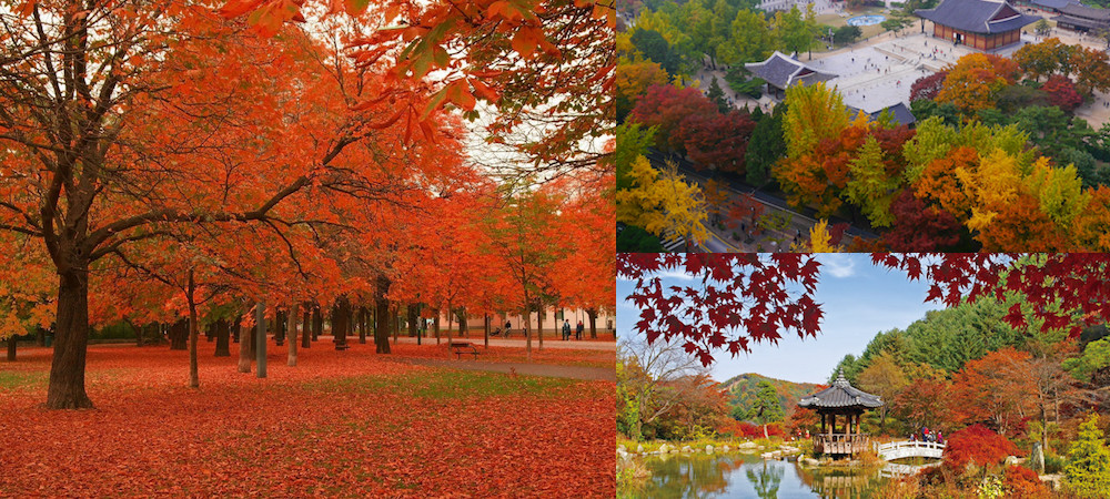 韓國,賞楓,楓葉,南山公園,景福宮,南怡島,晨靜樹木園,雪嶽山國立公園