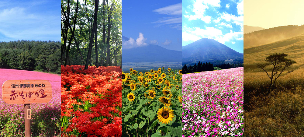 日本自由行,花海,日本秋季花景,楓葉,忍野村向日葵花田,生駒高原大波斯菊花海,箱根仙石原芒草原,巾著田曼珠沙華花海 ,紅蕎麥花田