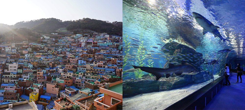 韓國自由行,釜山自由行,釜山必去,釜山水族館,巨濟島,甘川洞文化村,太宗台,釜山樂天百貨