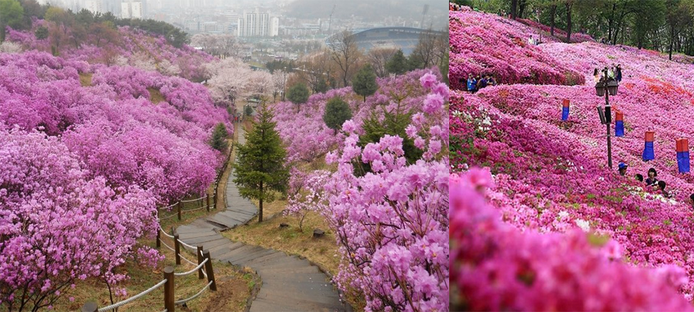 韓國,春季慶典,京畿道,富川市,遠美山,杜鵑花節