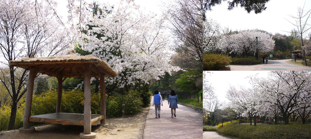 旅遊資訊,韓國,仁川,公園,月尾島,櫻花,賞櫻