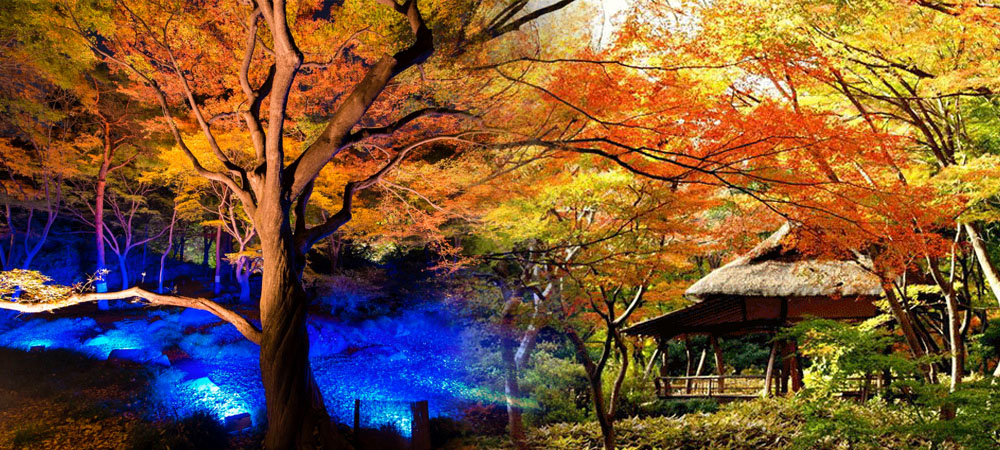 六義園,紅葉,賞楓,大名庭園點燈,東京