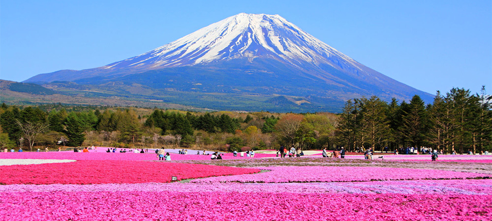 日本,櫻花,旅遊資訊,主題遊,富士山,櫻花季,芝櫻祭