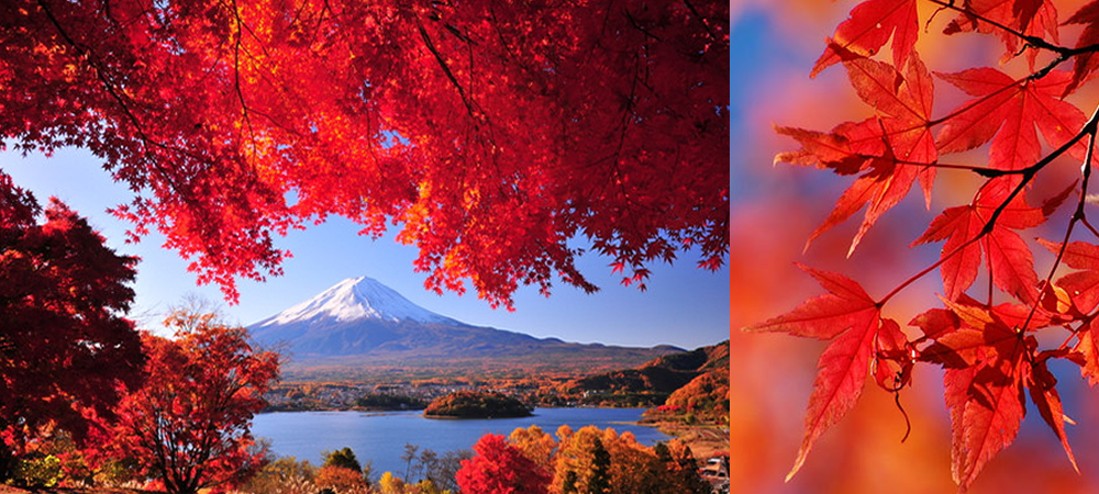日本,楓葉,紅葉,時間表,自由行