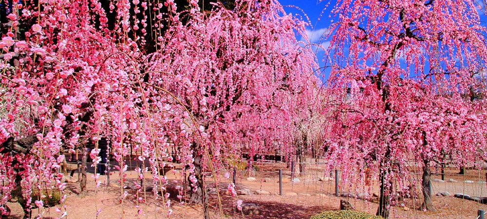 日本旅遊,三重鈴鹿庭園,枝垂梅,日本櫻花