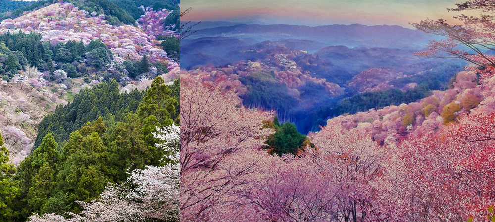 京都自由行,日本,吉野山,一目千本,timmilk