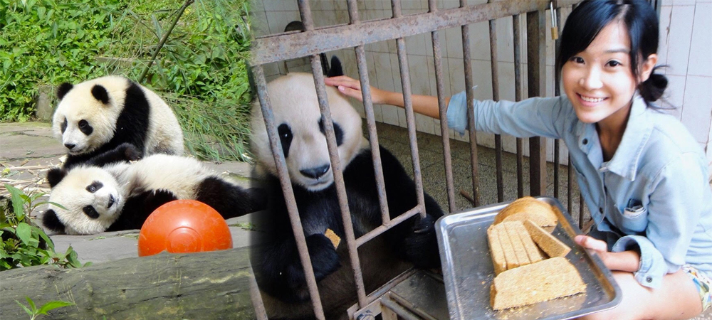 熊貓義工,四川,雅安熊貓保育區