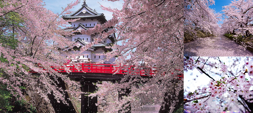 弘前公園,日本,日本東北,東京,櫻花,青森