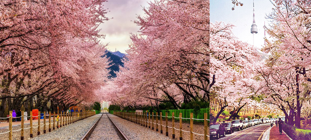 旅遊趣事, 韓國櫻花, 韓國櫻花預計開花時間
